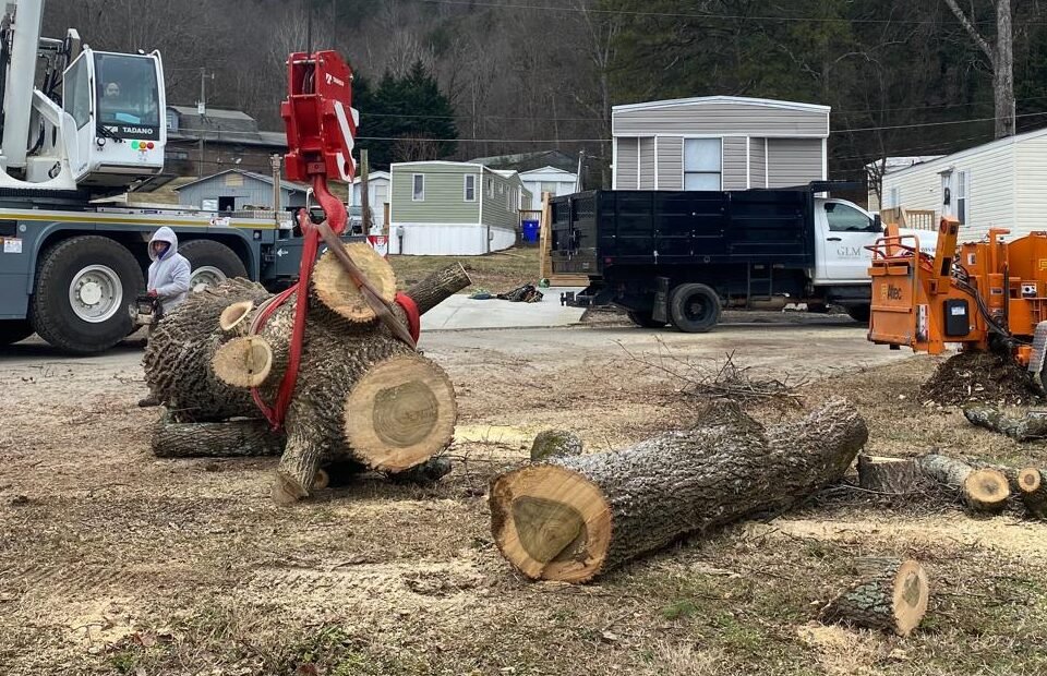 Tree removal work shown on Elias Chavez Tree Service's existing website