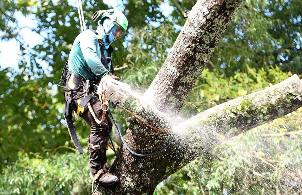 Tree service work